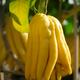 Buddha hand fruit Citrus medica fingered citron on a tree... (thumbnail)