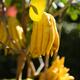 Buddha's hand citron fruit tree in Japan exotic citrus fruit Citr... (thumbnail)