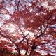 Sunlight shining through red leaves of a beautiful Japanese maple... (thumbnail)