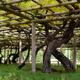 Fujidana Wisteria tree trellis at Byodo-in Uji... (thumbnail)