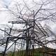 Niwaki Japanese sakura tree being trained over a structure of bamboo s... (thumbnail)