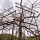 Sakura tree being trained over a structure of bamboo scaffolds Niwaki... (thumbnail)