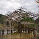 Japanese cherry tree trained in a garden over a structure of bamboo sc... (thumbnail)
