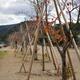Young Japanese sakura trees planted with support trellis in Uji... (thumbnail)