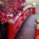 Beautiful autumn scenery of a red arched Japanese bridge in a garden i... (thumbnail)