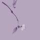 Close up of a cherry blossom branch Japanese Zen artistic design in la... (thumbnail)