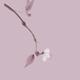 Sakura branch with delicate blossom Japanese Zen painting artistic des... (thumbnail)