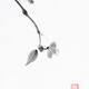 Close up of a delicate sakura branch Japanese Zen Sumi-e painting on w... (thumbnail)