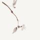 Close up of a sakura branch Japanese Zen Sumi-e painting artistic desi... (thumbnail)