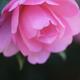 Artistic closeup of Camellia Japonica Pink Perfection flower in soft c... (thumbnail)