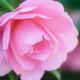 Artistic closeup of a beautiful pink Camellia Japonica flower... (thumbnail)