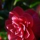 Artistic abstract closeup of a red Camellia Japonica flower petals in... (thumbnail)