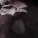 Artistic black and white closeup of a Japanese camellia flower petals... (thumbnail)