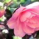 Beautiful pink Japanese camellia Camellia Japonica artistic closeup of... (thumbnail)