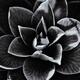 Abstract closeup of a Japanese camellia flower petals contrast black a... (thumbnail)