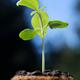 Sunflower plant seedling in a coco coir pot... (thumbnail)