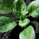 Closeup of a young spinach plant in soil... (thumbnail)
