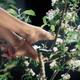 Woman bare feet in apple blossoms artistic closeup... (thumbnail)