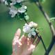 Woman hand touching apple blossoms artistic closeup in soft colors... (thumbnail)