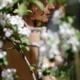 Woman bare body behind white flowers of apple tree blossoms... (thumbnail)