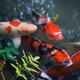 Kohaku and Showa Sanke varieties of Koi fish in a Japanese Zen garden... (thumbnail)