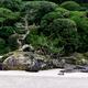Beautiful dry juniper tree at Japanese Zen rock garden of Konchi-in hi... (thumbnail)