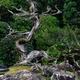 Beautiful juniper tree at Japanese Zen garden of Konchi-in historic te... (thumbnail)