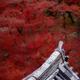 Japanese temple building roof clay tile Kawara in colorful autumn scen... (thumbnail)