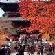 Artistic autumn scenery of people passing through Sanmon the main gate... (thumbnail)