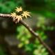 Artistic nature closeup of Japanese maple tree leaves in a zen garden... (thumbnail)