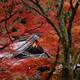Roofs of a Japanese temple historic building behind a red maples in au... (thumbnail)