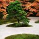Japanese pine tree at Tenjuan Temple Garden in autumn scenery... (thumbnail)