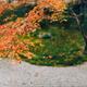 Japanese maple red tree leaves Zen garden of Tenjuan Temple in Kyoto... (thumbnail)