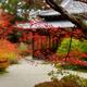 Tenjuan Japanese Temple hall in autumn scenery of a temple garden in K... (thumbnail)
