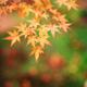 Japanese maple tree yellow leaves closeup... (thumbnail)