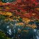 Beautiful autumn scenery at Tenjuan Temple Japanese pond garden in Kyo... (thumbnail)