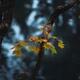 Maple tree leaves in Japanese Zen garden with abstract reflections on... (thumbnail)