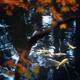 Koi fish in water of a Japanese Zen garden pond... (thumbnail)