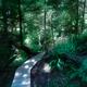 Tofino Rainforest trail at Pacific Rim National Park... (thumbnail)