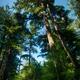 Tall Rainforest tree at Pacific Rim National Park Tofino... (thumbnail)