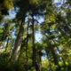 Beautiful tall Rainforest Douglas Fir trees covering the sky at the Pa... (thumbnail)