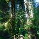 Pacific Rim National Park Rainforest trail in Tofino Canada... (thumbnail)