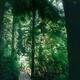 Tofino Rainforest trail at Pacific Rim National Park nature scenery... (thumbnail)