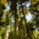 Tall Douglas Firs at the Pacific Rim National Park Rainforest in Tofin... (thumbnail)
