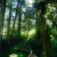 Tofino Pacific Rim National Park Rainforest trail in beautiful glowing... (thumbnail)