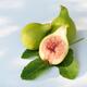 Freshly picked ripe organic Kadota figs and a fig leaf on white backgr... (thumbnail)