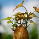 Sprouting sweet potato with slip sprouts growing from it... (thumbnail)