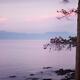 Pine tree silhouette over misty pink sunset sky with mountains in the... (thumbnail)