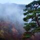 Beautiful old Japanese red pine tree in a foggy autumn morning scenery... (thumbnail)