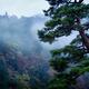 Japanese red pine tree in a foggy autumn morning scenery in Kyoto... (thumbnail)